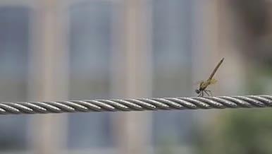 在钢索上悬停的蜻蜓视频的预览图